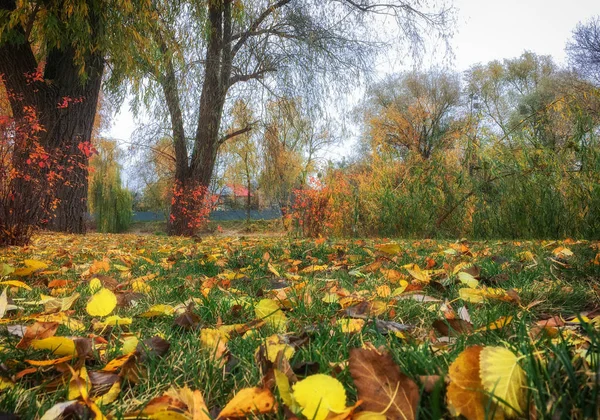 Foglie d'autunno sull'erba verde sotto i raggi del sole . — Foto Stock