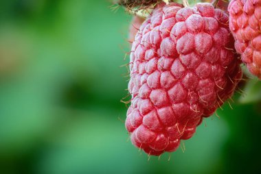 Ahududu meyveleri sıcak yaz gününde yeşil dal strewed.