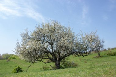 güneşli gökyüzü mavi zemin üzerine çiçek açması Erik çiçekleri