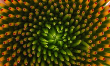 Ekinezya, bir çiçek, beyaz bir arka plan üzerinde yakın. Bitki yaygın tıpta kullanılır