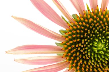 Ekinezya, bir çiçek, beyaz bir arka plan üzerinde yakın. Bitki yaygın tıpta kullanılır