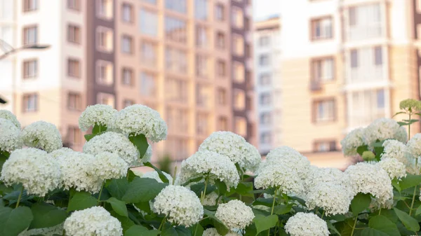 Nyári kerti fehér Hortenzia — Stock Fotó