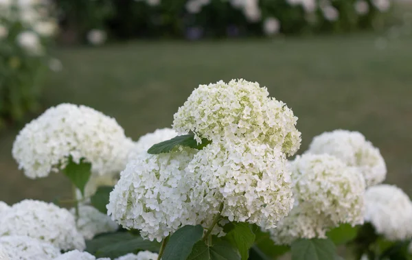 Witte hortensia bloeit in de avond zomertuin — Stockfoto