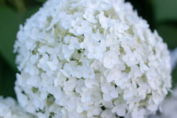 Witte hortensia bloeit in de avond zomertuin — Stockfoto