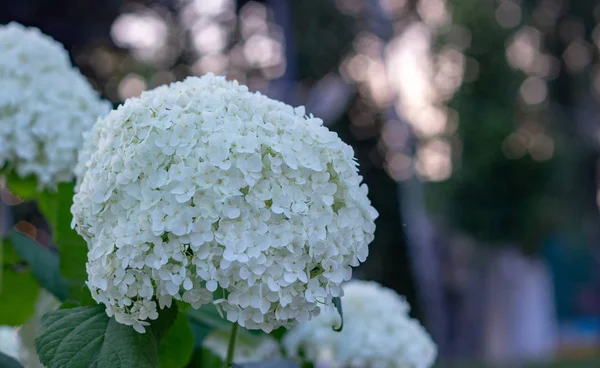 在傍晚的夏日花园中绽放的白色绣球 — 图库照片