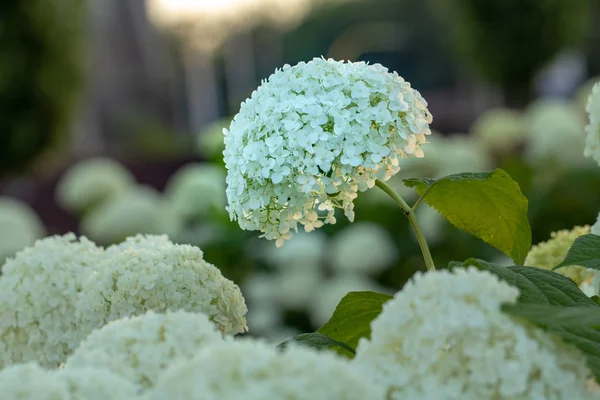 White hydrangea blooming in the evening summer garden — Stock Photo, Image