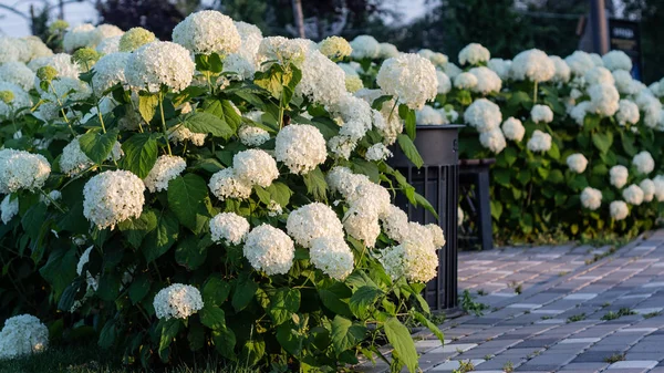 White hydrangea blooming in the evening summer garden — Stock Photo, Image