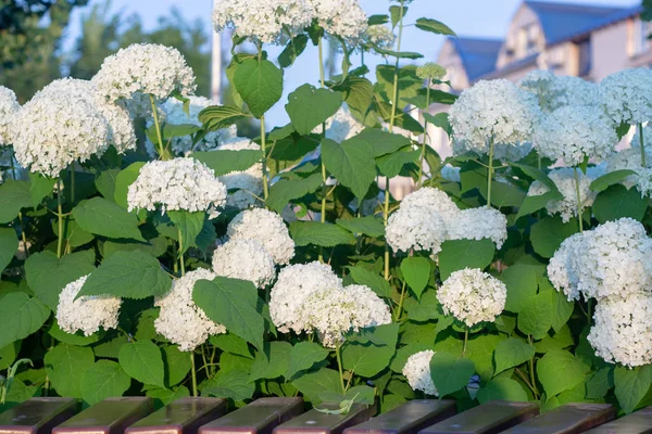 Witte hortensia bloeit in de avond zomertuin — Stockfoto