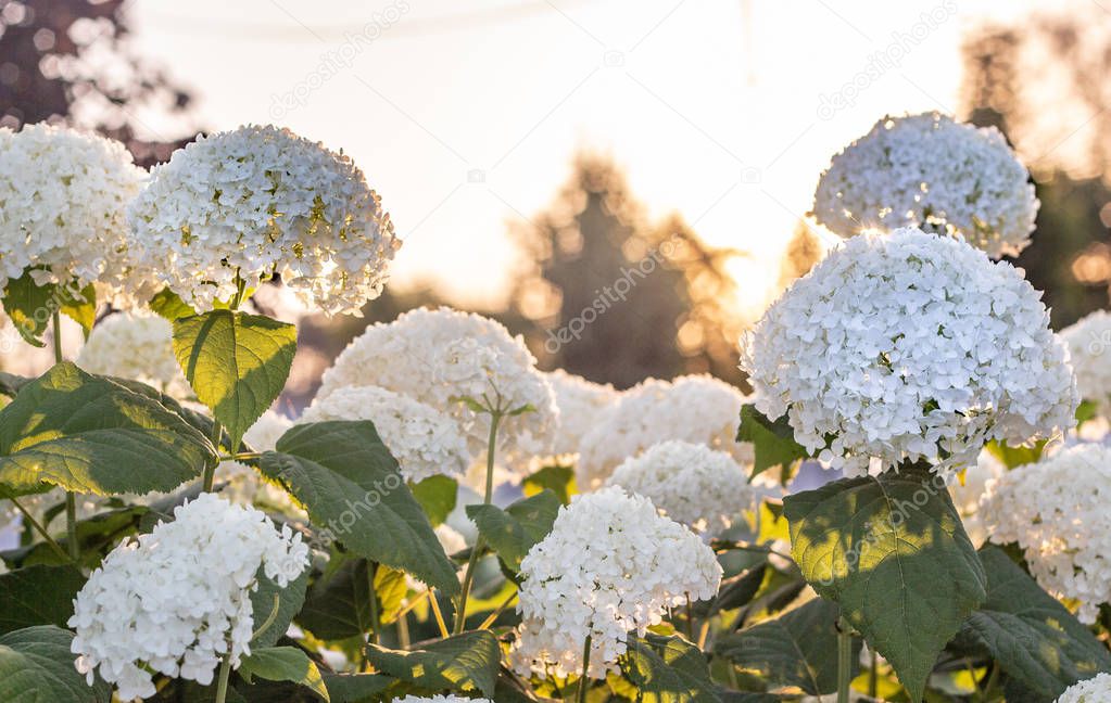 White hydrangea blooming in the evening summer garden