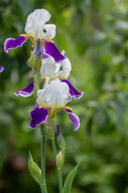 Arka plan çiçek açan çiçekler mor leylak iris bir çiçek tarhında büyümek.