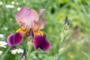 Sakallı iris Iris barbata . Tek çiçek büyük yakın