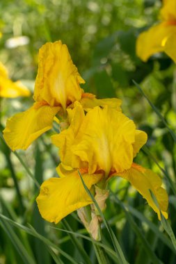 Closeup, yeşil bir bahçe arka plan üzerinde çiçekli sarı iris.