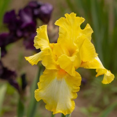 Closeup, yeşil bir bahçe arka plan üzerinde çiçekli sarı iris.
