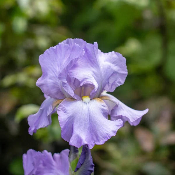 Fondo flores florecientes lila violeta iris crecen en un parterre . — Foto de Stock
