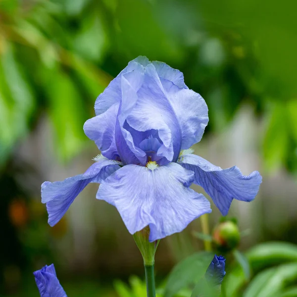 Fundo florescendo flores violeta íris lilás crescer em um canteiro de flores . — Fotografia de Stock