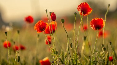 Kırmızı haşhaş yeşil sivri ile bir buğday tarlasında çiçek.