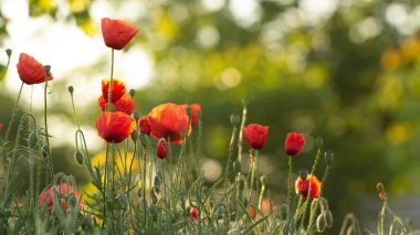 Kırmızı haşhaş yeşil sivri ile bir buğday tarlasında çiçek.