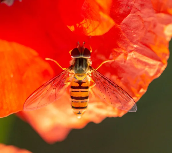 Syrphidae sits on a red poppy flower, useful insect pest that destroys pests.