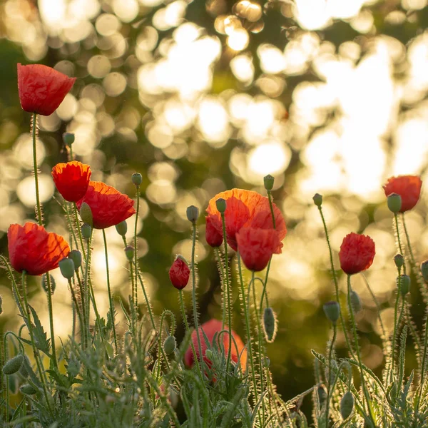 Красные маки цветут на пшеничном поле с зелеными шипами . — стоковое фото