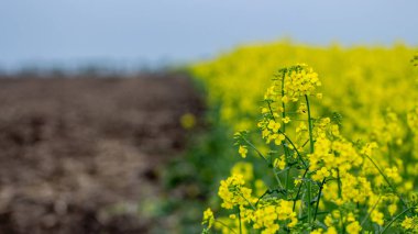 Çiçek açan yağlı tohum tecavüzü, tecavüz tarlaları. Yakın çekim