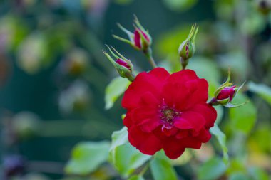 Pembe gül ahşap çit tırmanma yakın çekim