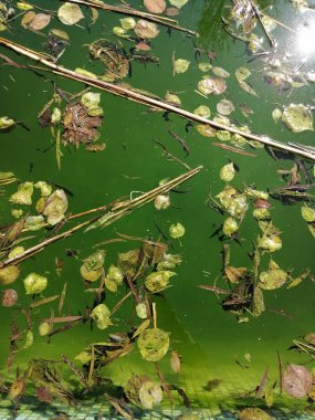 Havuzdaki su çürümüş. Temiz olmayan havuz