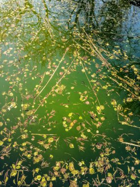 Havuzdaki su çürümüş. Temiz olmayan havuz