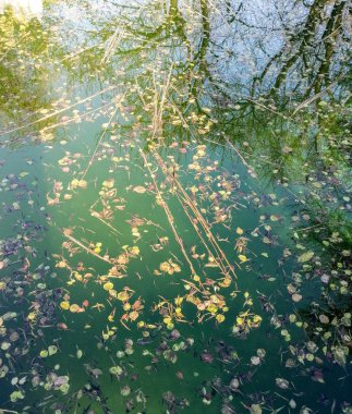 Havuzdaki su çürümüş. Temiz olmayan havuz