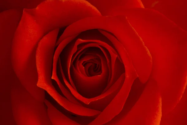 Różowy kwiat róży, zbliżenie, makro, tło niski klucz — Zdjęcie stockowe