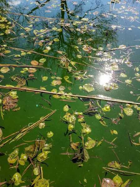 Air di kolam sudah busuk. Kolam renang tidak bersih — Stok Foto