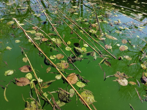 Air di kolam sudah busuk. Kolam renang tidak bersih — Stok Foto