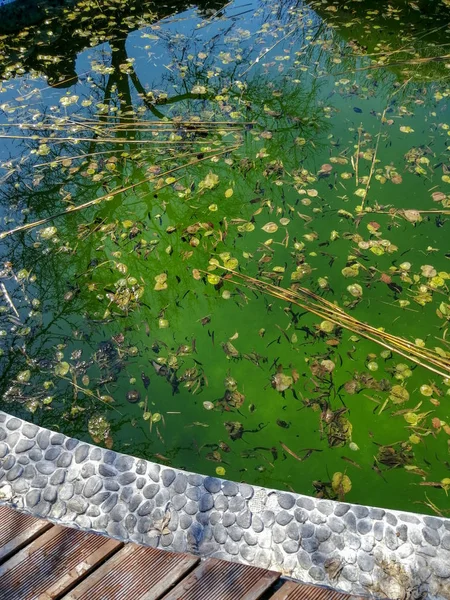 El agua de la piscina está podrida. Piscina sucia — Foto de Stock