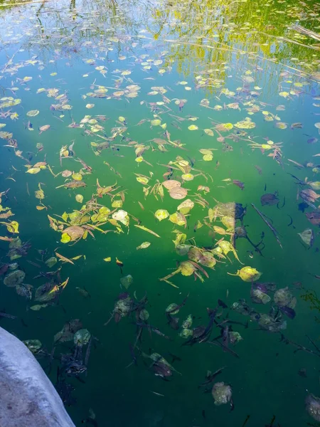 El agua de la piscina está podrida. Piscina sucia — Foto de Stock