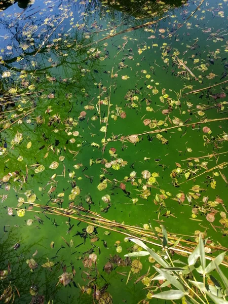 Havuzdaki su çürümüş. Temiz olmayan havuz