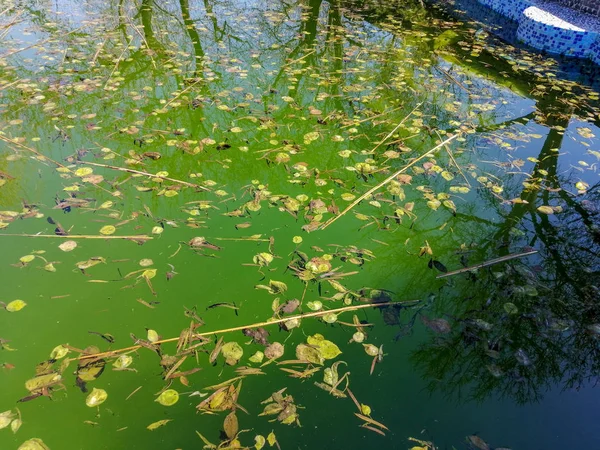 El agua de la piscina está podrida. Piscina sucia — Foto de Stock