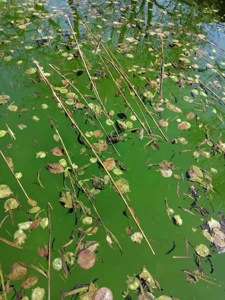 Air di kolam sudah busuk. Kolam renang tidak bersih — Stok Foto