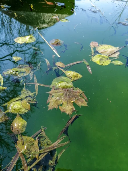 El agua de la piscina está podrida. Piscina sucia — Foto de Stock