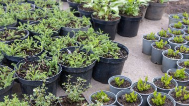 Dikim için hazır peyzaj için bitkilerin birçok tencere