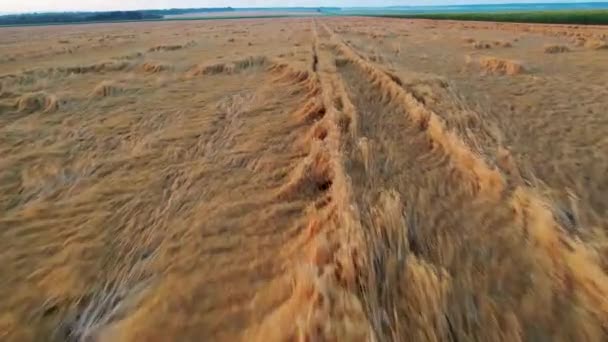 Bovenaanzicht gewas tarwe tuimelde stortbui. Het probleem van slechte weersomstandigheden is een ernstig probleem voor boeren, het bedreigen van gewas verlies. — Stockvideo