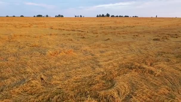 Luftaufnahme Getreide stürzte herab. das Problem der schlechten Witterungsbedingungen ist ein ernstes Problem für die Landwirte und bedroht Ernteausfälle. — Stockvideo