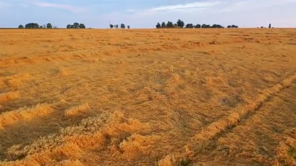 Flygvy gröda vete tumlade skyfall. Problemet med dåliga väderförhållanden är ett allvarligt problem för jordbrukarna, vilket hotar förlusten av grödor. — Stockvideo