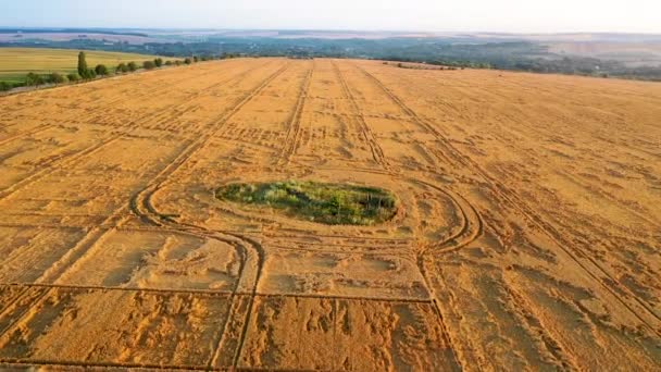航空写真 作物小麦が豪雨に陥った。悪天候の問題は農家にとって深刻な問題であり、作物の損失を脅かす. — ストック動画