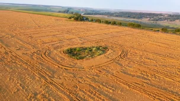 Vista aérea Cultivo de trigo precipitado aguacero. El problema de las malas condiciones climáticas es un problema grave para los agricultores, que amenaza con la pérdida de cultivos. . — Vídeos de Stock