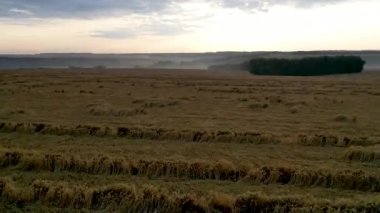 Havadan görünüm Kırpma buğday sağanak düştü. Kötü hava koşulları sorunu çiftçiler için ciddi bir sorun, ürün kaybı tehdit.