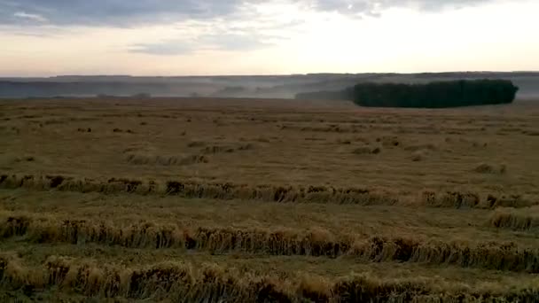 Εναέρια θέα το σιτάρι έχει κατραχυθεί. Το πρόβλημα των κακών καιρικών συνθηκών είναι ένα σοβαρό πρόβλημα για τους αγρότες, απειλώντας την απώλεια καλλιεργειών. — Αρχείο Βίντεο