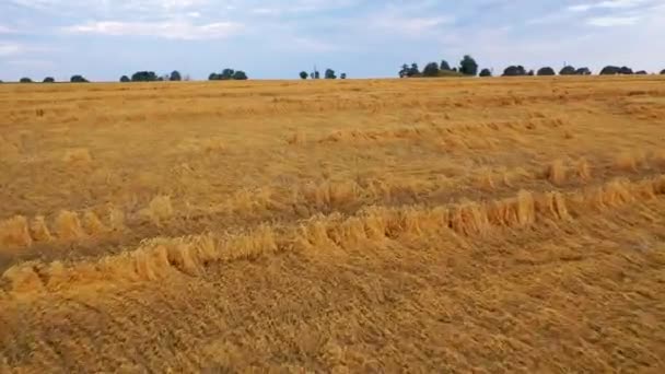 Flygvy gröda vete tumlade skyfall. Problemet med dåliga väderförhållanden är ett allvarligt problem för jordbrukarna, vilket hotar förlusten av grödor. — Stockvideo