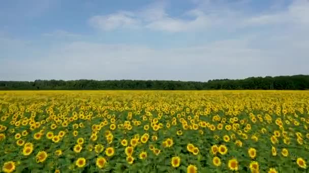 Vista aérea, volando sobre un campo con girasoles, en un día claro de verano — Vídeos de Stock