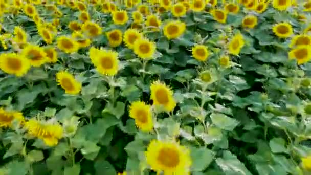 Aerial view, flying over a field with sunflowers, on a clear summer day — Stock Video