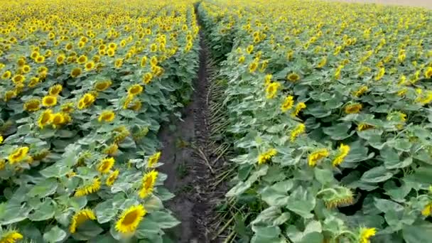 Vista aérea, volando sobre un campo con girasoles, en un día claro de verano — Vídeos de Stock