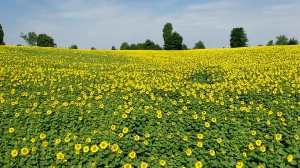 Luftaufnahme, die über ein Feld mit Sonnenblumen fliegt, an einem klaren Sommertag — Stockvideo